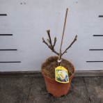 Magnólia (Magnolia denudata) ´SUNRISE´ - výška 15-25 cm, kont. C3L (-23°C)